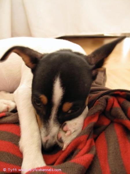 Omppu heräilee unilta.