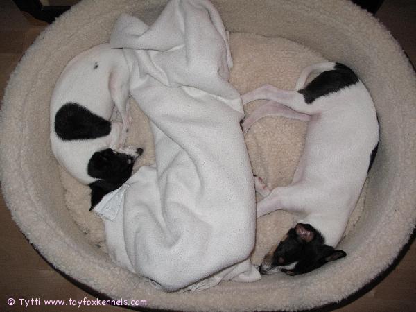 Tervesiä Jonnalle! -Penni ja Omppu ps. Omppu on jo kasvanut Pennin ohitse niinkuin kuvasta näkyy :)