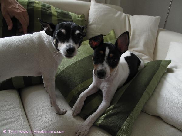 Terveisiä Penniltä ja Ompulta!