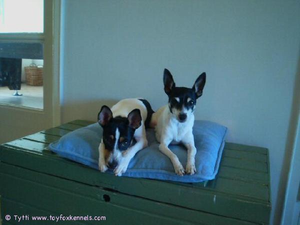 Täällä kaikki hyvin! Terveisiä Penniltä ja Ompulta <3 Meistä on tullut hyviä ystäviä!