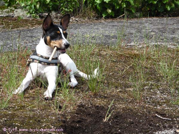 Omppu nauttii luonnosta.