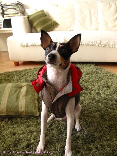 Ompun uusi talvitakki.