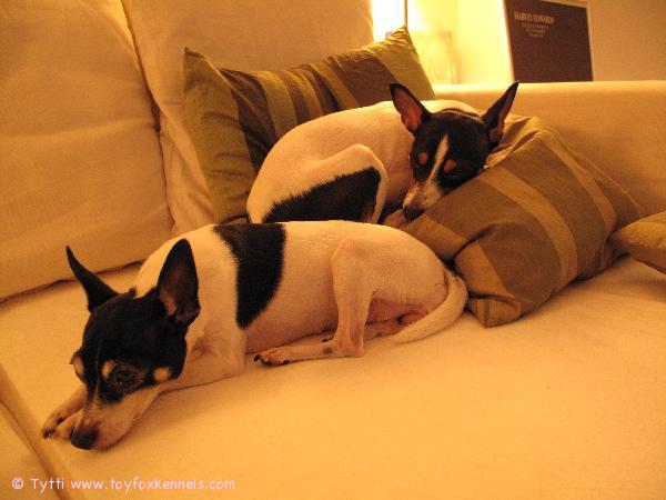 Omppu ja Penni päikkäreillä..