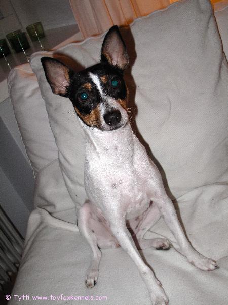 Happy New Year! -Omppu