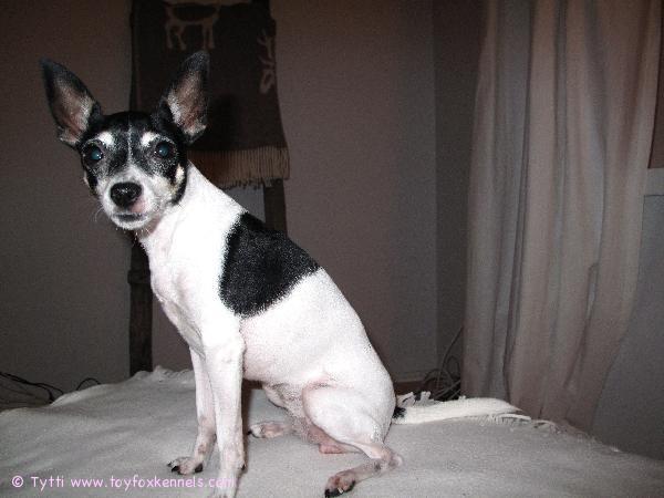 Hyvää uutta vuotta! -Penni