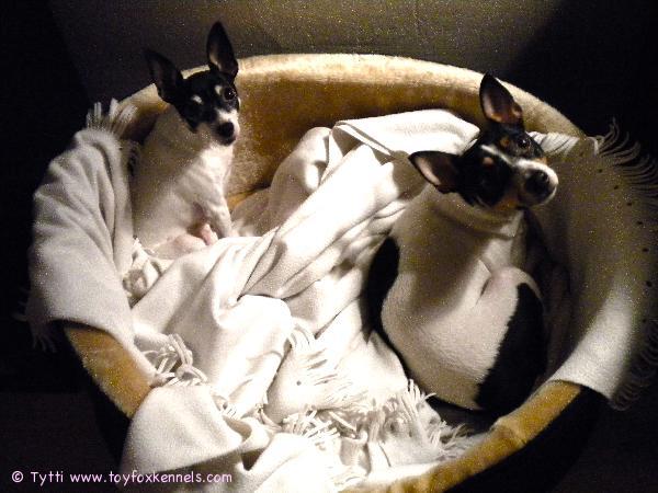 Penni ja Omppu päiväunilla.