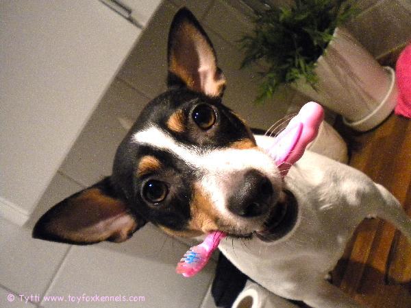 Ompulla hampaidenpesu hanskassa.