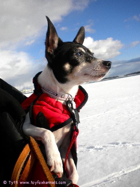 Penni nauttii auringonsäteistä.