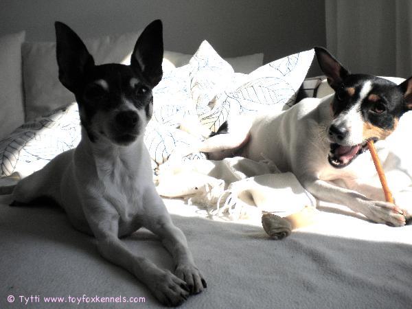 Penniltä ja Ompulta terveisiä!