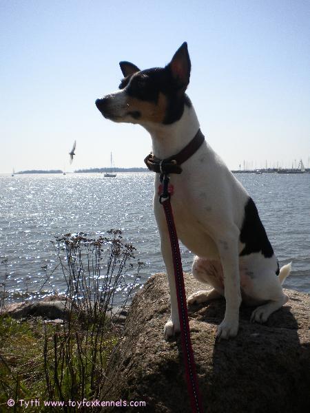 Omppu nauttii kun kesä on tullut!