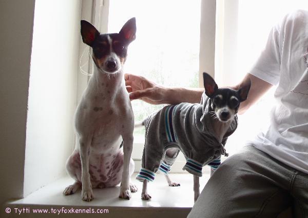 Terkut Ompulta ja Penniltä!