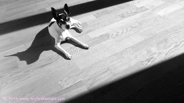 Penni nauttii auringon lämmöstä.