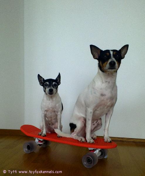 Kesäterveiset Penniltä ja Ompulta!