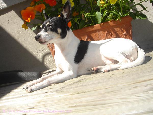 Penni nauttii auringosta.