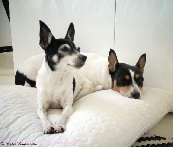 Kevätfiiliksissä Toy Fox Terrier Kennelin kasvatit
'PR' Dunkel's Olinda aka Omppu & 'PR' Dunkel's Sugarfoot aka Penni.