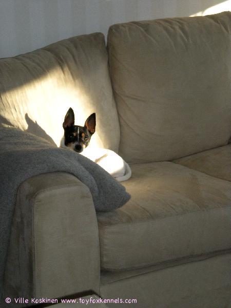 Ulpu paistattelee auringossa