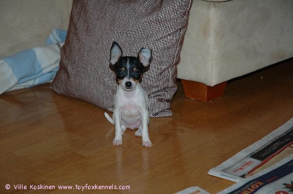 Ulpu harjoittelee istumista