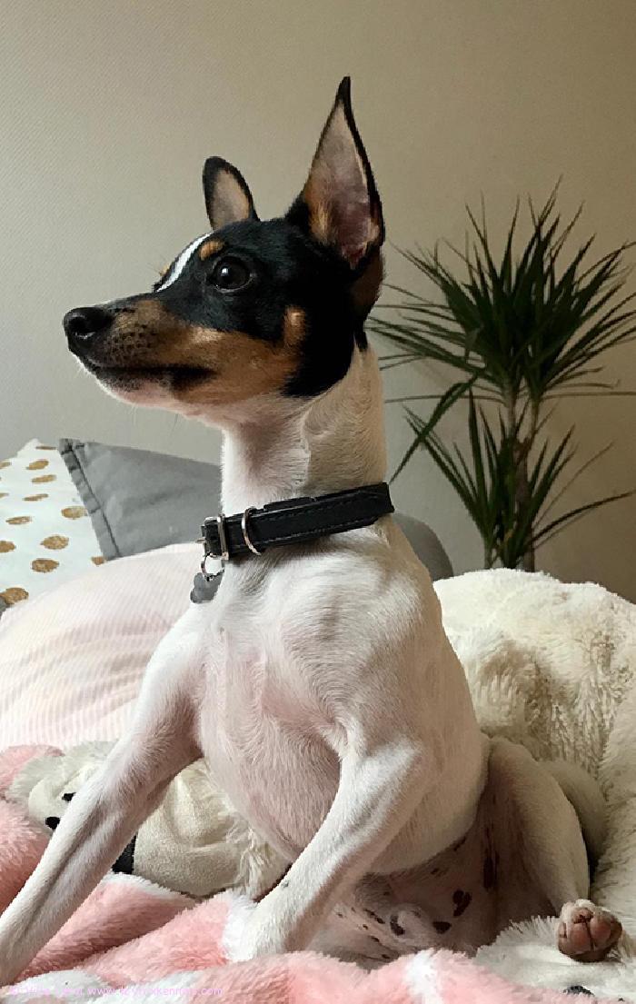 Komea poika ‘PR‘ Dunkel‘s Elvis Sermo aka Capu.