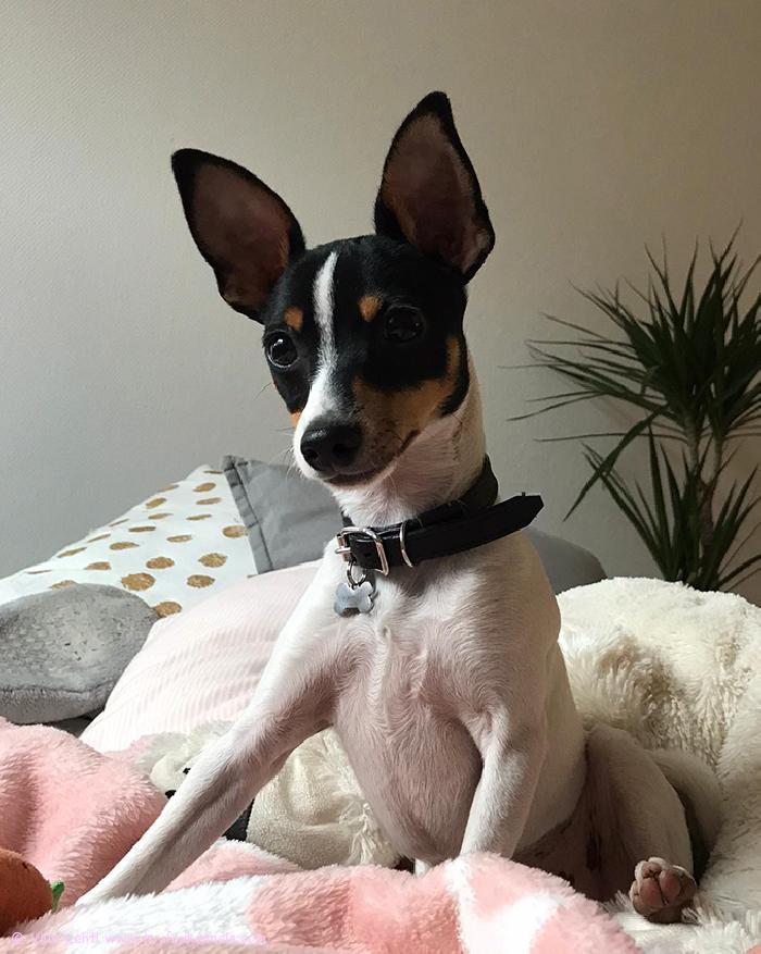 Komea poika ‘PR‘ Dunkel‘s Elvis Sermo aka Capu.