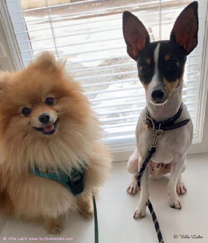 Komea poika ‘PR‘ Dunkel‘s Elvis Sermo aka Capu ja kaverinsa pomerian Bruno.