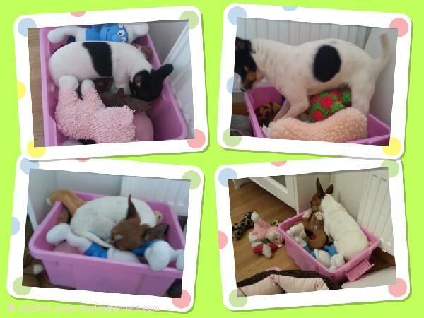 Puppies napping in a toybox