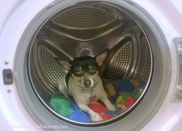 Koira pesukoneessa