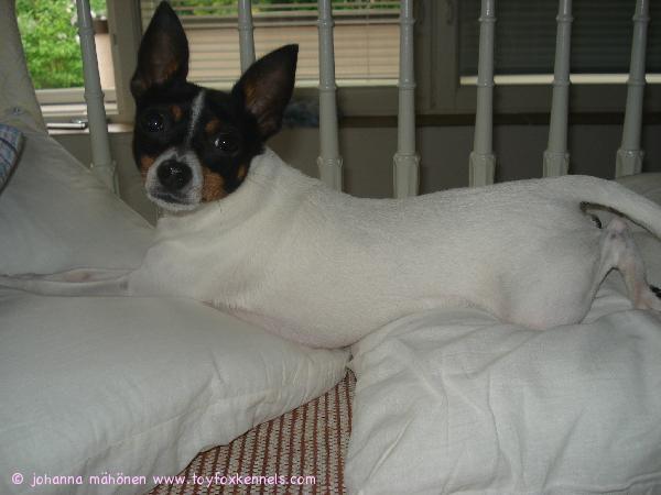 Sohvanvaltaaja Buffy.