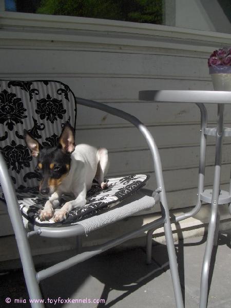 iines ottaa aurinkoa.