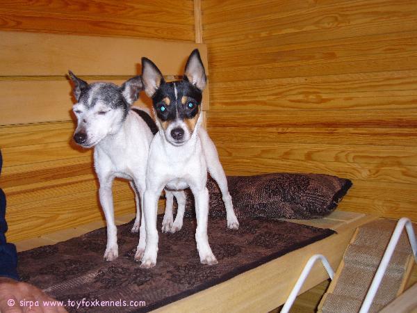 vanhus Ariel ihmettelee nuorukaisen Mangon harrastusta