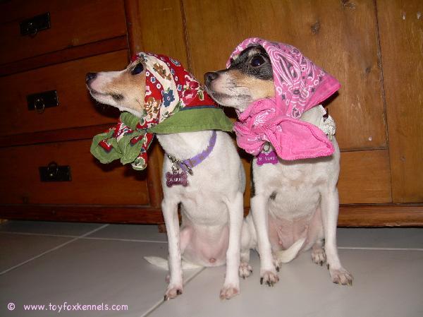 Trullit, Pinnle ja Bambi