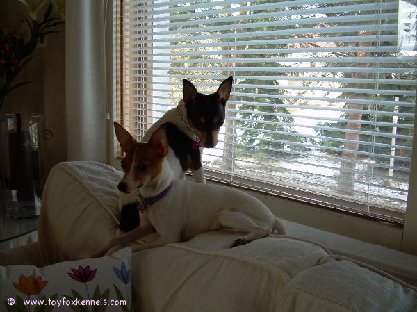 Pinnle ja Bambi lempipaikallaan