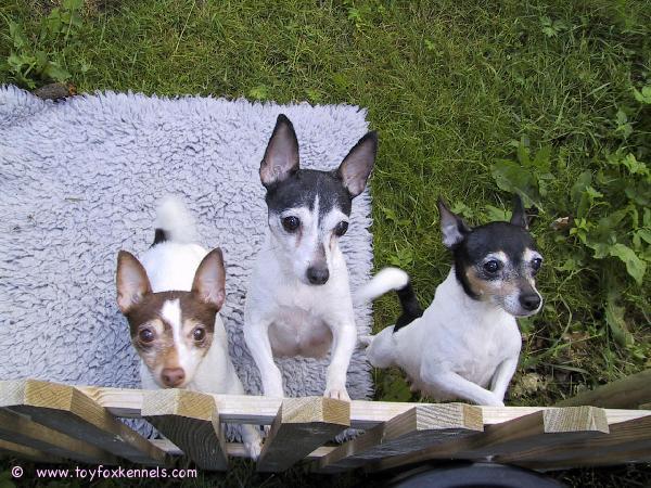 Amerikankääpiöterriereitä Ruotsissa.