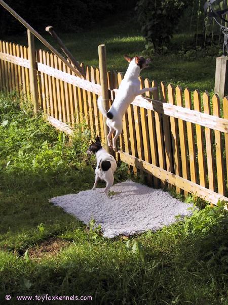 Amerikankääpiöterriereitä Ruotsissa.