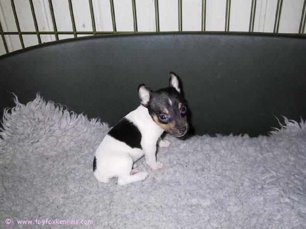 Amerikankääpiöterriereitä Ruotsissa.