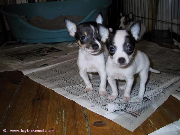 Amerikankääpiöterriereitä Ruotsissa.