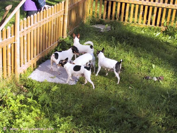 Amerikankääpiöterriereitä Ruotsissa.