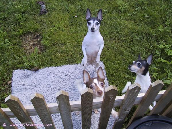 Amerikankääpiöterriereitä Ruotsissa.