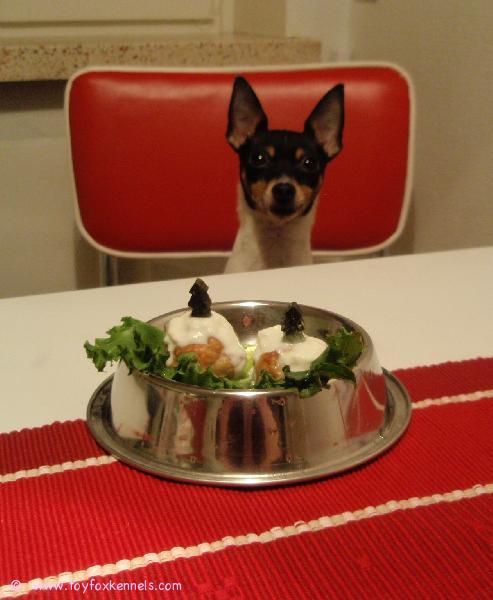 'PR' Dunkel's Happy Fanny aka Hani viettää 2-vuotissynttäreitään.