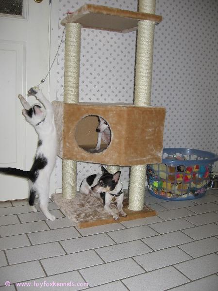 Kissa! Näpit irti meidän puusta!!!