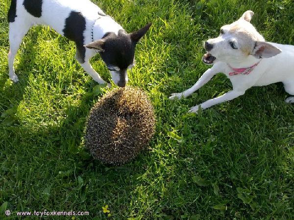 Bambi teki löydön ja raahasi puskasta siilin. Kuonoon tuli muutama pikku vekki, mutta siili pysyi onneksi ehjänä :)