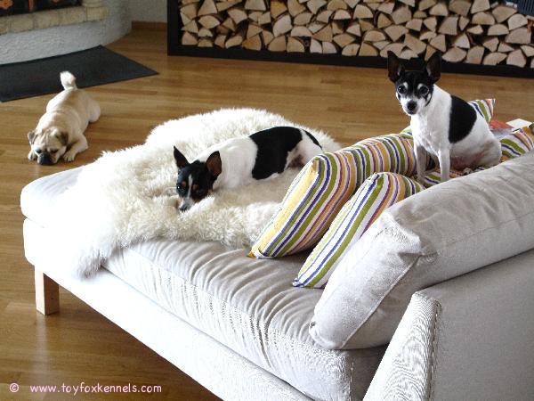 Penni, Omppu ja heidän kaveri Cajsa!