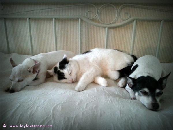 Bambi, Lissu ja Pinnle päiväunilla.