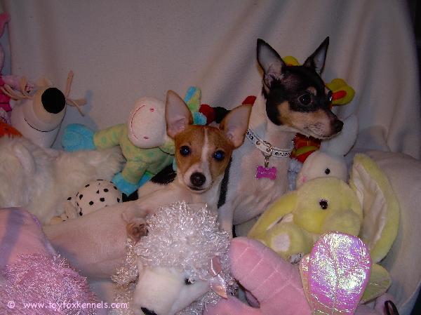 Ystävänpäivätervehdys
Pinnleltä ja Bambilta   