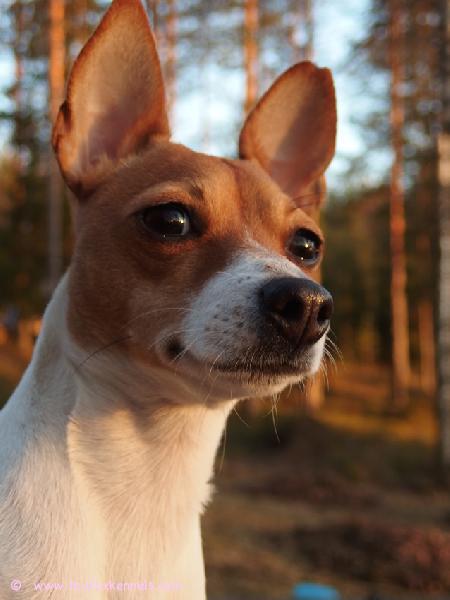 Syystunnelmissa 'PR' Dunkel's Sally Brown aka Salli.