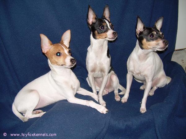 Alma, tätiensä Bambin ja Pinnlen keskellä