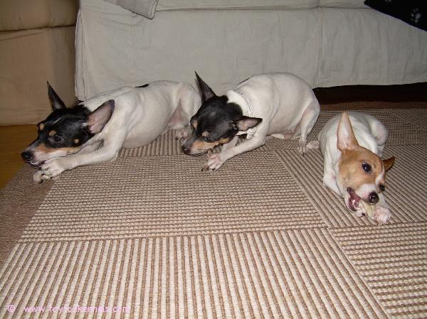 Porukalla on kiva jyrsiä... Paavo, Pinnle ja Bambi.