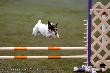 Kennelimme Oppan siskopuoli, 9 vuotias Presley, agilitymestari USA:sta.
”Action shots from the Agility Trial at OSU Recreation Center. Great weekend and 2 qualifying runs with a 1st place is a wonderful feeling! I'm so proud of Presley, she had the time of her life.”