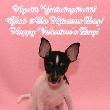 Valentine Toy Fox Terrier