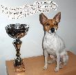‘PR’ Dunkel’s Brown Ringo aka Eddy
Best Working Toy Fox Terrier Male
UKC ETFTA SHOW 2011