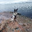 Maggie 15 vuotta!